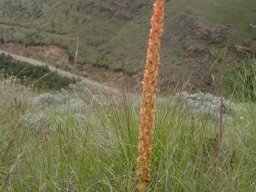 Disa chrysostachya on a grassy hill